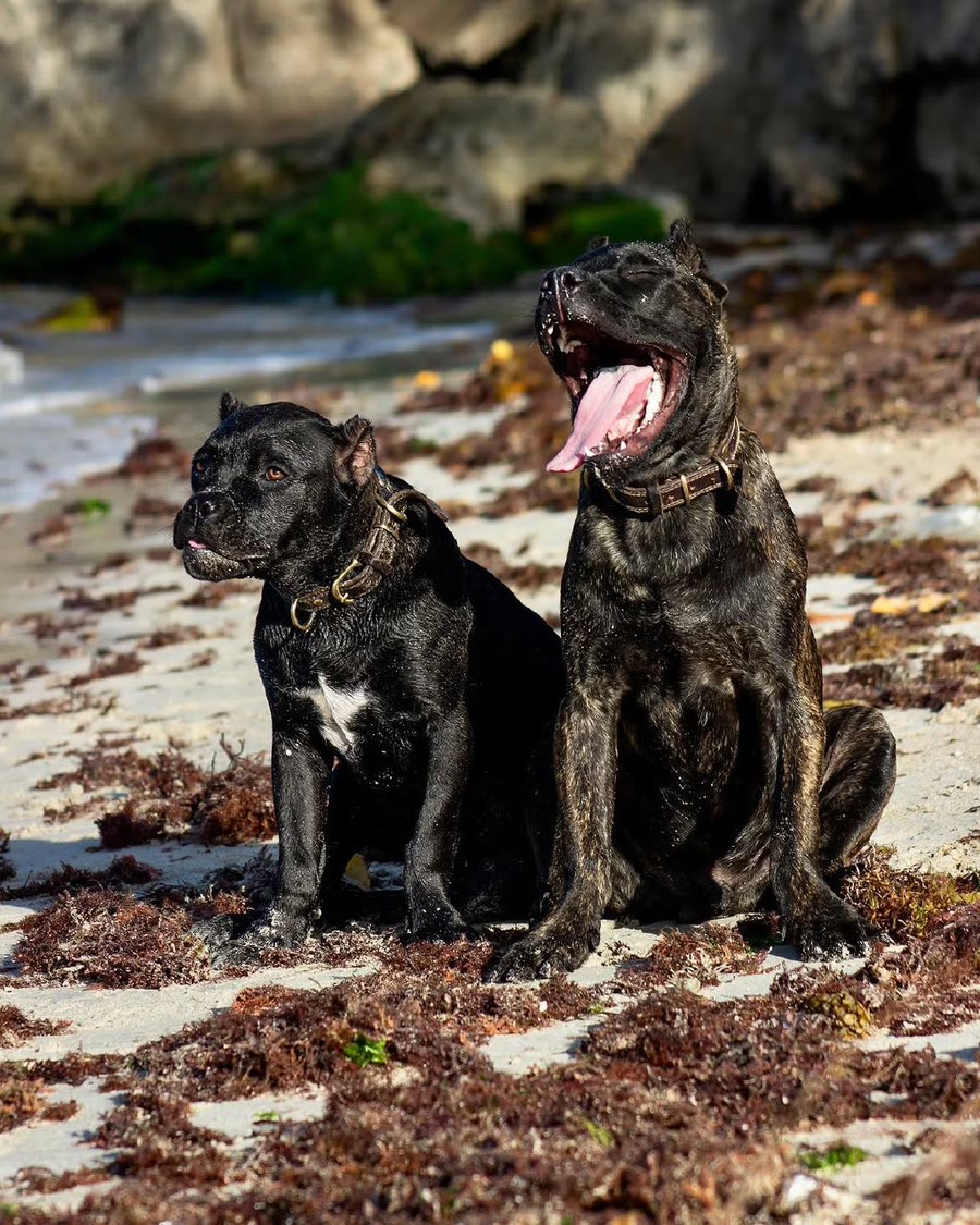 Sesión de Mascotas