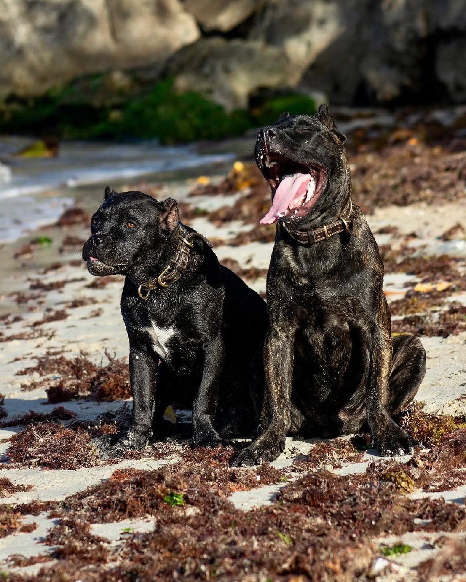 Sesión de Mascotas